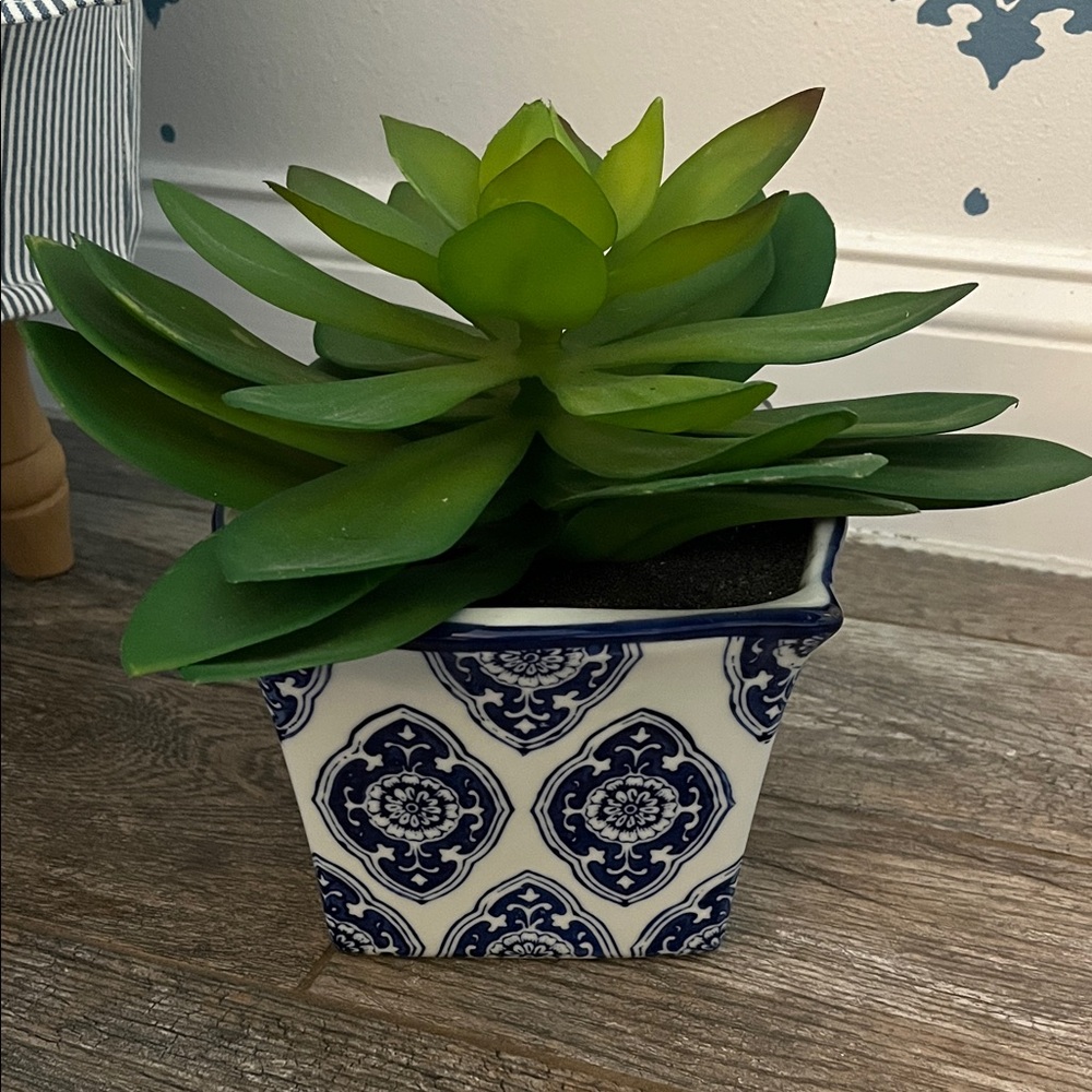 Blue and White Ceramic Planter with Green Succulent